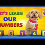 Learn Numbers with Lizzy the Dog | Teach children to count to 10 in English - Kingdom Kids Zone, Little Learners - Brain Candy TV