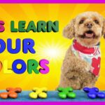Learn Colors With Lizzy the Dog | Educational Video for Kids by Brain Candy TV - Kingdom Kids Zone, Little Learners - Brain Candy TV