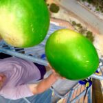 A man in a pink shirt on a tall metal platform, gripping two large green coconuts with a road and landscape far below.