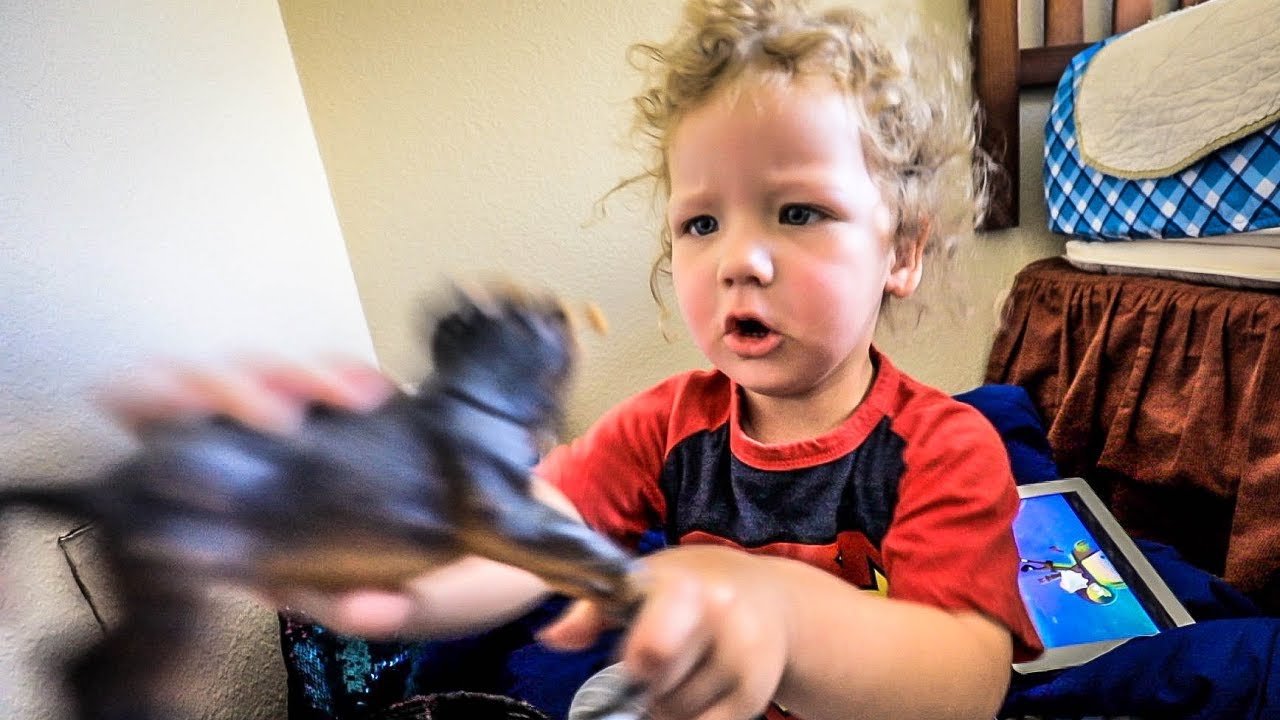 Toddler in a red shirt plays with a dark plastic dinosaur indoors, hands blurred from motion.