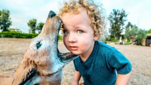 Young child with curly blonde hair and a blue shirt leans in as a sea lion nuzzles its nose against the child's cheek outdoors.