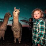 Child in a teal plaid jacket watches two alpacas at dusk with other kids nearby in a field.