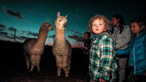 Child in a teal plaid jacket watches two alpacas at dusk with other kids nearby in a field.