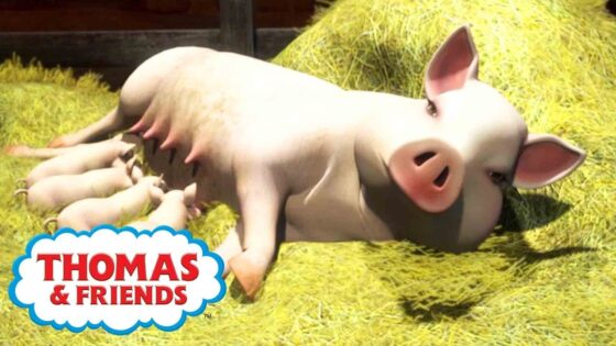 Thomas & Friends UK ⭐ Thomas And The Pigs 🐷Thomas & Friends New Episodes ⭐Cartoons for Children - Kids TV Series, Kingdom Kids Zone - Thomas & Friends