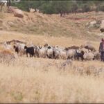 David the Shepherd, David the King - Documentaries, Movies & TV - Appian Media