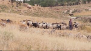 David the Shepherd, David the King - Documentaries, Movies & TV - Appian Media