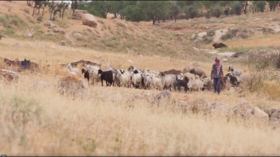David the Shepherd, David the King - Documentaries, Movies & TV - Appian Media
