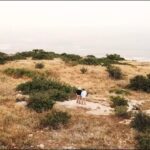 King Saul’s Death on Mt. Gilboa - Documentaries, Movies & TV - Appian Media