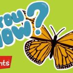 Did you know? | Butterflies AND MORE | Learning videos | Highlights 30 min - Kingdom Kids Zone, Little Learners - Highlights Kids
