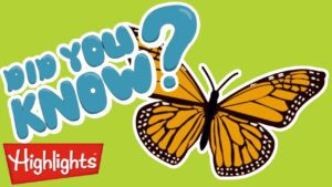 Did you know? | Butterflies AND MORE | Learning videos | Highlights 30 min - Kingdom Kids Zone, Little Learners - Highlights Kids