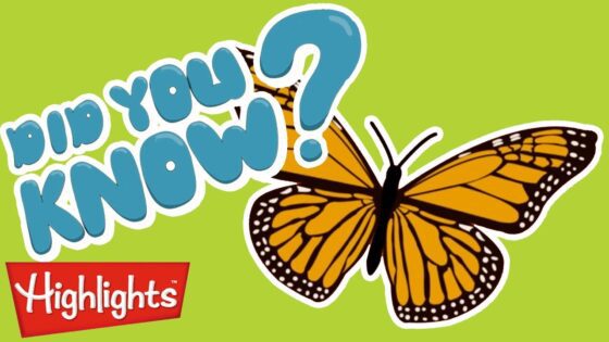 Did you know? | Butterflies AND MORE | Learning videos | Highlights 30 min - Kingdom Kids Zone, Little Learners - Highlights Kids