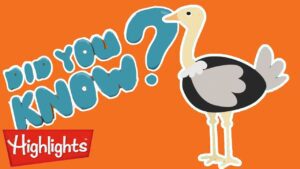 Did you know? All about ostriches! | Highlights Kids | Full Episode | Kids Videos - Kingdom Kids Zone, Little Learners - Highlights Kids