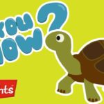 Did you know? All about turtles! | Highlights Kids | Full Episode | Kids Videos - Kingdom Kids Zone, Little Learners - Highlights Kids