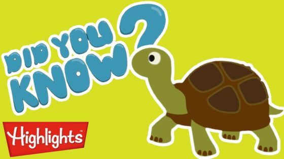 Did you know? All about turtles! | Highlights Kids | Full Episode | Kids Videos - Kingdom Kids Zone, Little Learners - Highlights Kids