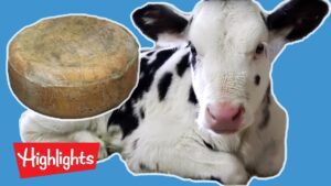 How Cheese Is Made! | Ever Wonder? | Highlights Kids - Kingdom Kids Zone, Little Learners - Highlights Kids