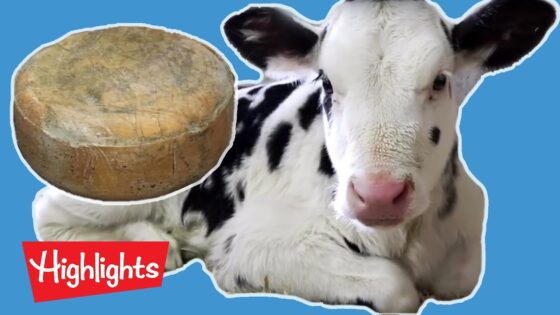 How Cheese Is Made! | Ever Wonder? | Highlights Kids - Kingdom Kids Zone, Little Learners - Highlights Kids