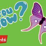 Insects (Butterflies) are so cool! | Did You Know? | Highlights Kids | Kids Videos - Kingdom Kids Zone, Little Learners - Highlights Kids
