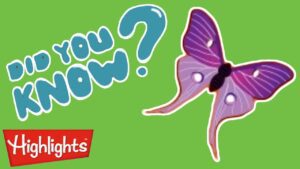 Insects (Butterflies) are so cool! | Did You Know? | Highlights Kids | Kids Videos - Kingdom Kids Zone, Little Learners - Highlights Kids