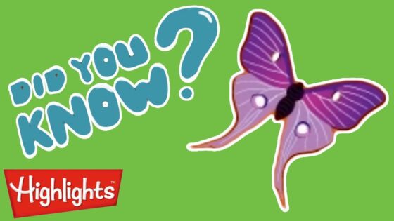 Insects (Butterflies) are so cool! | Did You Know? | Highlights Kids | Kids Videos - Kingdom Kids Zone, Little Learners - Highlights Kids