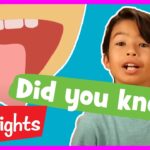 Educational Videos for Kids | 2020 | Fun Learning Videos for Kids | Did You Know? | Highlights Kids - Kingdom Kids Zone, Little Learners - Highlights Kids