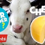 🧀Did You Ever Wonder How Cheese Is Made? 🧀| Highlights Kids - Kingdom Kids Zone, Little Learners - Highlights Kids