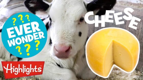 🧀Did You Ever Wonder How Cheese Is Made? 🧀| Highlights Kids - Kingdom Kids Zone, Little Learners - Highlights Kids