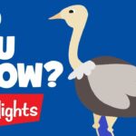 Did you know? #4 |Educational Videos for Kids | Highlights Kids - Kingdom Kids Zone, Little Learners - Highlights Kids
