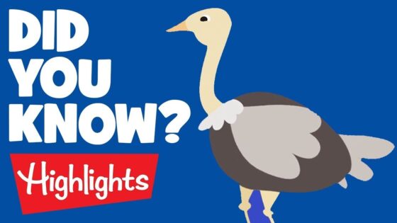 Did you know? #4 |Educational Videos for Kids | Highlights Kids - Kingdom Kids Zone, Little Learners - Highlights Kids