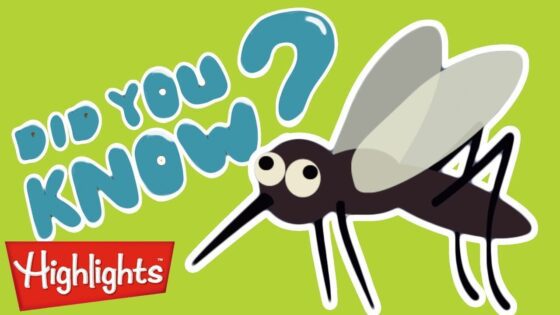 Did you know? #5 | 2020 | Laugh and Learn | Kids Videos | Highlights Kids - Kingdom Kids Zone, Little Learners - Highlights Kids