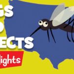 Bugs and Insects | 2020 | Compilation | Highlights Kids - Kingdom Kids Zone, Little Learners - Highlights Kids