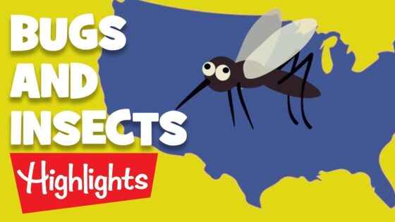 Bugs and Insects | 2020 | Compilation | Highlights Kids - Kingdom Kids Zone, Little Learners - Highlights Kids