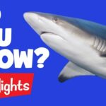 Did you know? #3 | 2020 | Laugh and Learn | Kids Videos | Highlights Kids - Kingdom Kids Zone, Little Learners - Highlights Kids