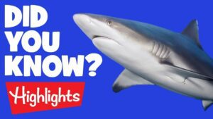 Did you know? #3 | 2020 | Laugh and Learn | Kids Videos | Highlights Kids - Kingdom Kids Zone, Little Learners - Highlights Kids