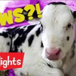 Did you know? #2 | 2020 | Laugh and Learn | Highlights Kids - Kingdom Kids Zone, Little Learners - Highlights Kids