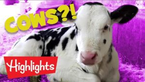 Did you know? #2 | 2020 | Laugh and Learn | Highlights Kids - Kingdom Kids Zone, Little Learners - Highlights Kids