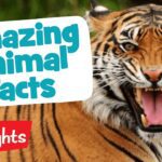 MORE AMAZING ANIMALS | Laugh, Learn and Play | 2020 Compilation | Highlights Kids - Kingdom Kids Zone, Little Learners - Highlights Kids