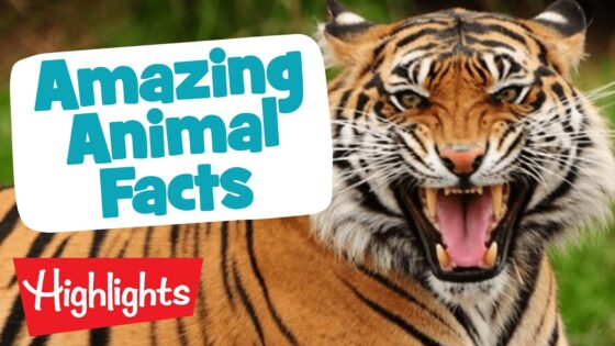 MORE AMAZING ANIMALS | Laugh, Learn and Play | 2020 Compilation | Highlights Kids - Kingdom Kids Zone, Little Learners - Highlights Kids