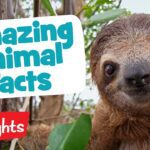 AMAZING ANIMALS | Laugh, Learn and Play | 2020 Compilation | Highlights Kids - Kingdom Kids Zone, Little Learners - Highlights Kids