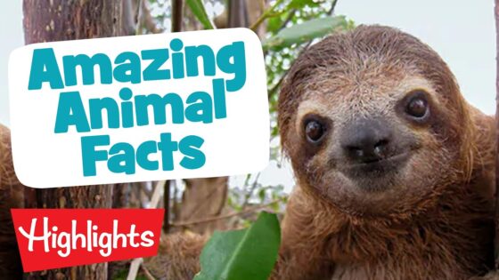 AMAZING ANIMALS | Laugh, Learn and Play | 2020 Compilation | Highlights Kids - Kingdom Kids Zone, Little Learners - Highlights Kids