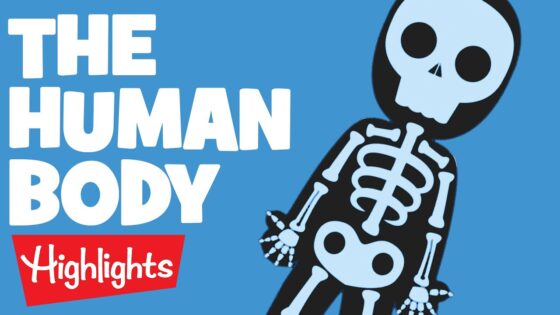 THE HUMAN BODY | Laugh, Learn and Play | 2020 Compilation | Highlights Kids - Kingdom Kids Zone, Little Learners - Highlights Kids