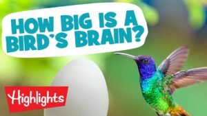 BRILLIANT BIRDS | Laugh, Learn and Play | 2020 Compilation | Highlights Kids - Kingdom Kids Zone, Little Learners - Highlights Kids