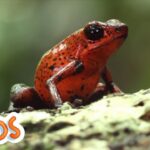 Animal Adventures | MarcoPolo World School | Learn At Home - Kingdom Kids Zone, Little Learners - The Polos and MarcoPolo Learning