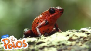 Animal Adventures | MarcoPolo World School | Learn At Home - Kingdom Kids Zone, Little Learners - The Polos and MarcoPolo Learning