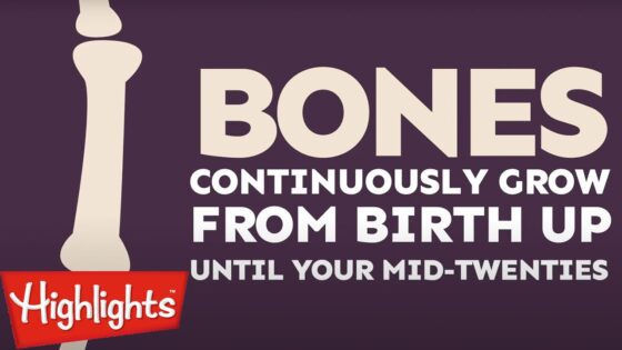 Did you know? #2 | 2020 | Laugh and Learn | Kids Videos | Highlights Kids - Kingdom Kids Zone, Little Learners - Highlights Kids