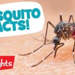 Did you Know? MOSQUITOS | Laugh, Learn and Play | Highlights Kids - Kingdom Kids Zone, Little Learners - Highlights Kids