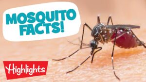 Did you Know? MOSQUITOS | Laugh, Learn and Play | Highlights Kids - Kingdom Kids Zone, Little Learners - Highlights Kids