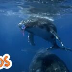Animal Adventures #2 | MarcoPolo World School | Learn At Home - Kingdom Kids Zone, Little Learners - The Polos and MarcoPolo Learning