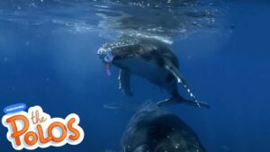 Animal Adventures #2 | MarcoPolo World School | Learn At Home - Kingdom Kids Zone, Little Learners - The Polos and MarcoPolo Learning