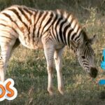 That's the Zebra | MarcoPolo World School | Learn At Home - Kingdom Kids Zone, Little Learners - The Polos and MarcoPolo Learning