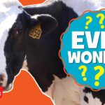 How is Ice Cream Made? | Ever Wonder? | Highlights Kids - Kingdom Kids Zone, Little Learners - Highlights Kids